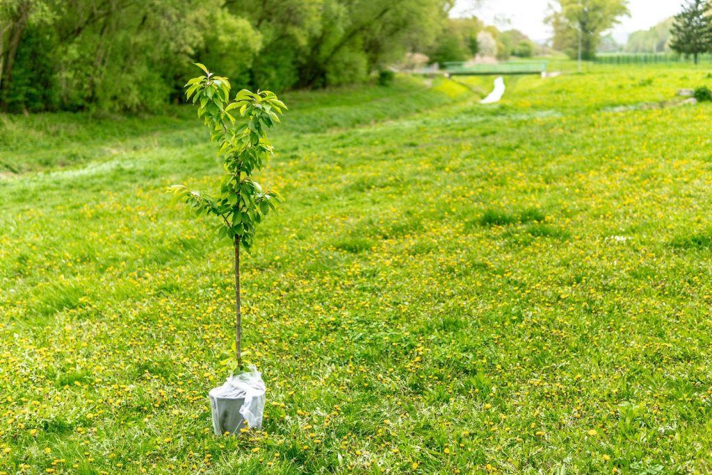 new tree sapling being planted in UK woodland as part of our carbon capture scheme