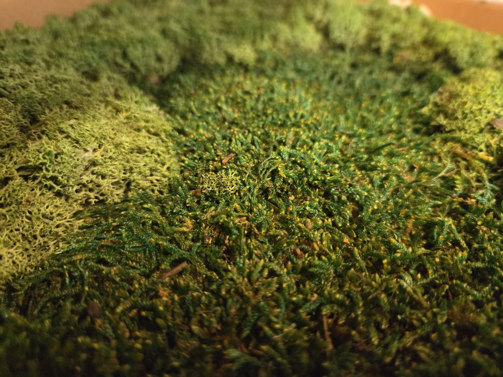 Moss Wall Sample Close Up